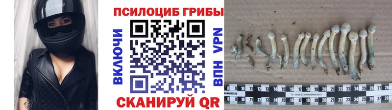 наркота  Олёкминск  Галлюциногенные грибы Psilocybe 